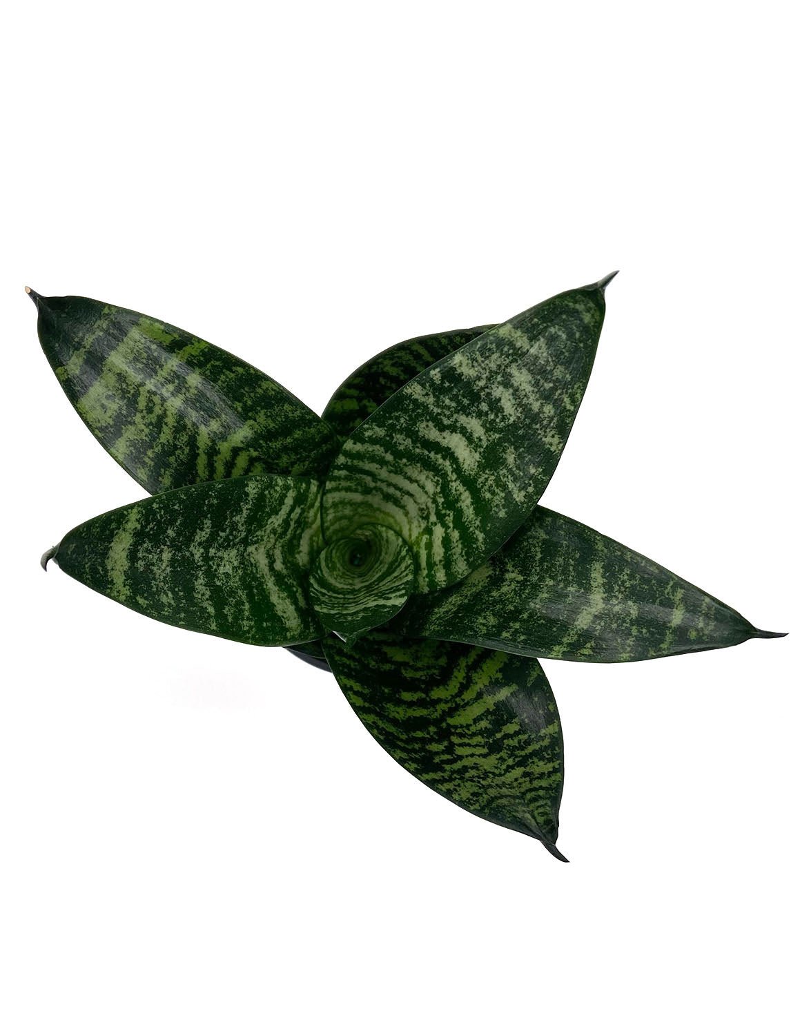 hahnii grande snake plant Sansevieria Hahnii Green | Snake Plant