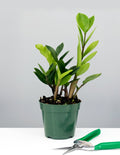ZZ Plant - Plant Proper - 4" Pot