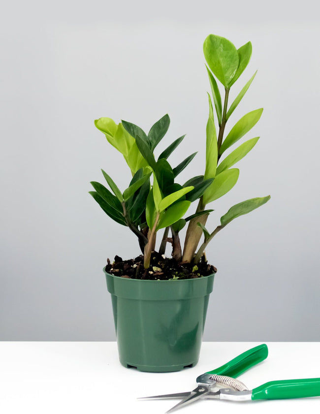 ZZ Plant - Plant Proper - 4" Pot
