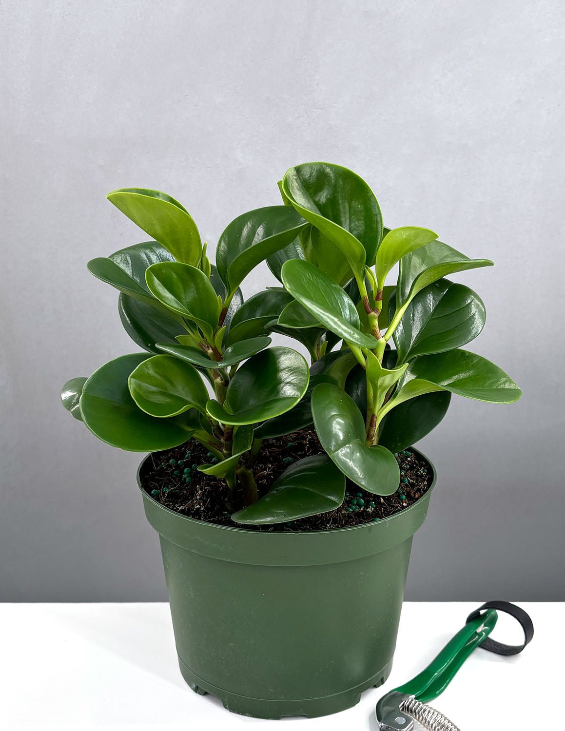 peperomia rubber tree Peperomia Emerald Green