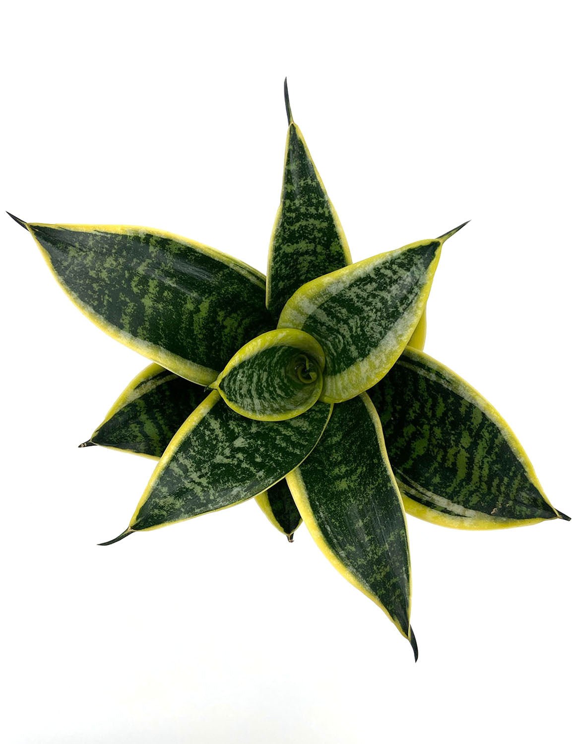 dhyana sansevieria Sansevieria Hahnii Dwarf Laurentii | Snake Plant