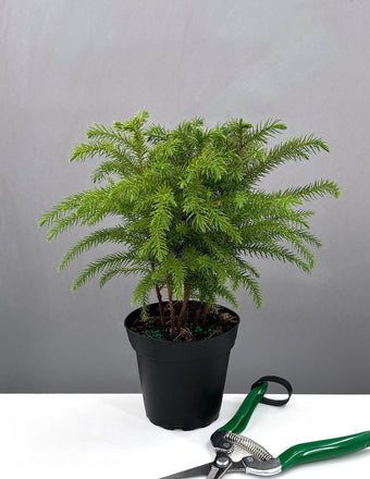 Norfolk Pine - House Plant - Plant Proper - 4" Pot