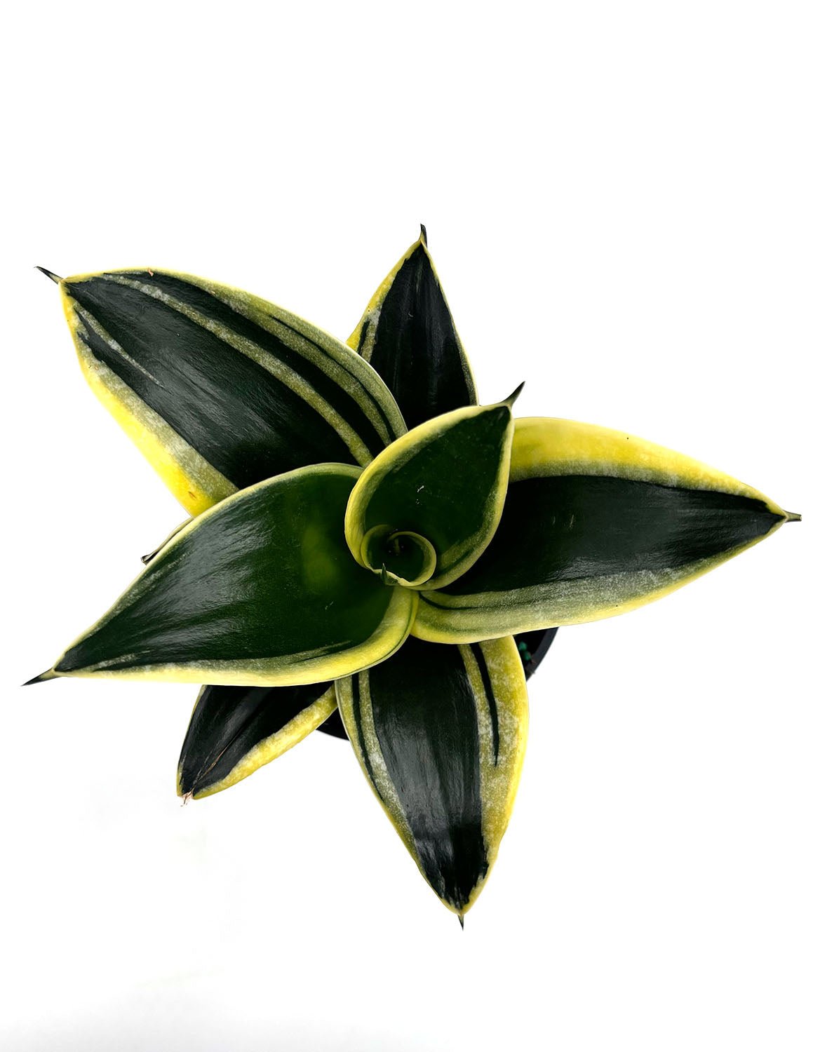 Sansevieria Hahnii Black Gold | Snake Plant
