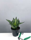 Plant Proper - Sansevieria Hahnii Seibert - 4" Pot