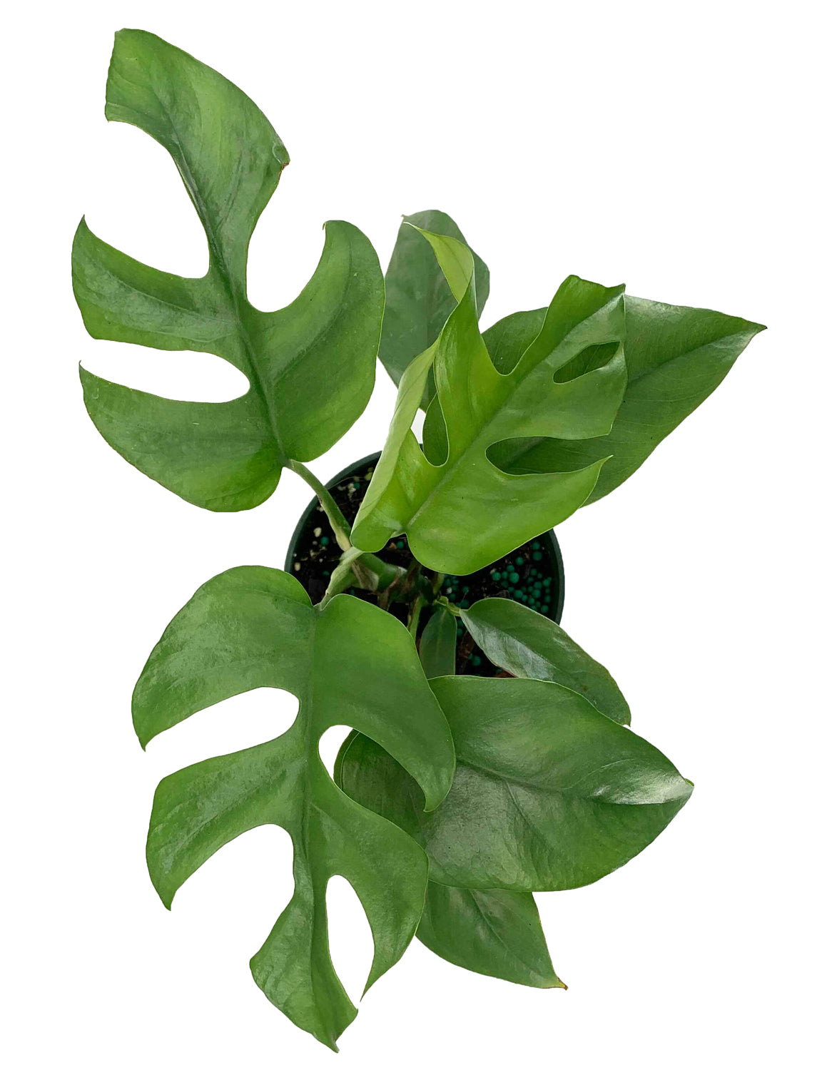 mini monstera rhaphidophora tetrasperma Mini Monstera | Rhaphidophora Tetrasperma