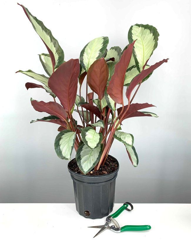 6" Premium Calathea Royal Standard - Prayer Plant - Plant Proper
