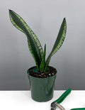 Plant Proper - House Plant - Indoor Plant - Sansevieria Silver Flame - 4"