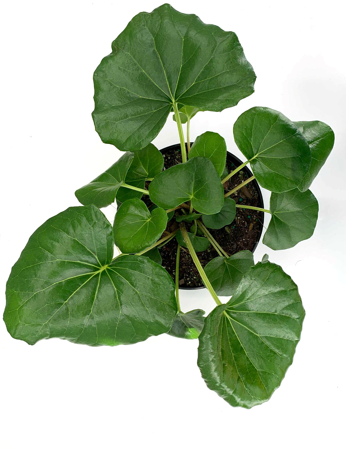 tractor seat plant indoors Tractor Seat Plant | Houseplant