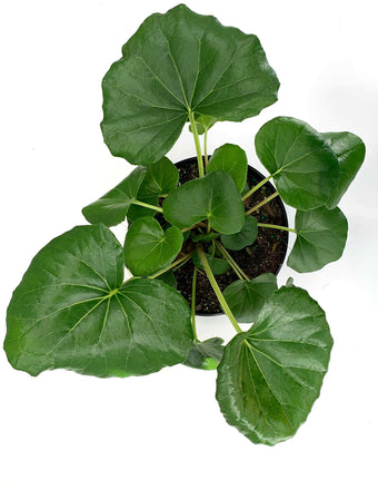 Tractor Seat Plant Overview - Plant Proper