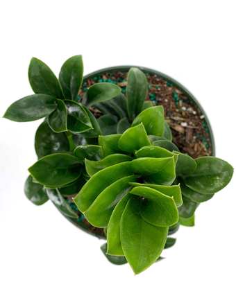 ZZ Zenzi - Dwarf ZZ Plant - Plant Proper