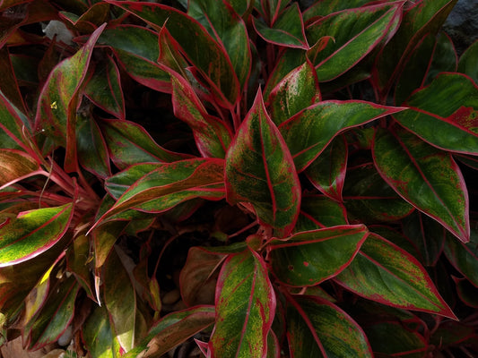 Aglaonema Creta | Care Guide | Plant Proper