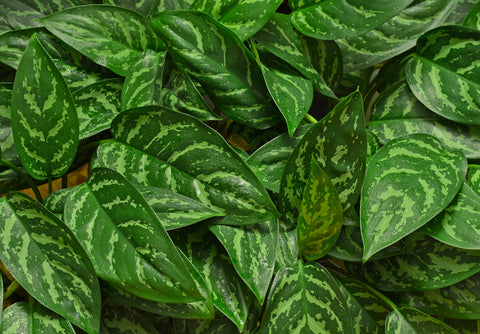 Aglaonema Osaka Care | Care Guide | Plant Proper