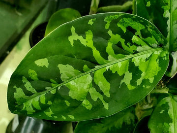 Aglaonema Pictum Peacock Care | Care Guide | Plant Proper