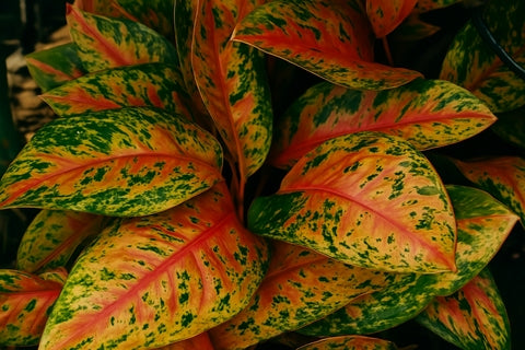 Aglaonema pictum tricolor \