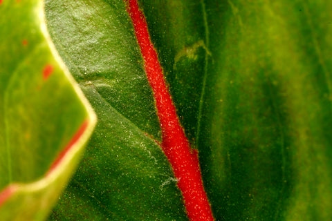 Aglaonema Red Vein Care | Care Guide | Plant Proper