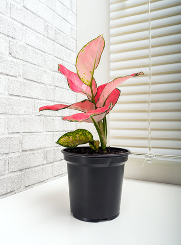 Aglaonema Red Zircon Care | Care Guide | Plant Proper