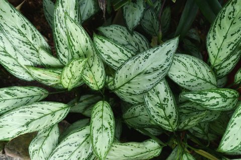 Aglaonema Silver Bay Care | Care Guide | Plant Proper
