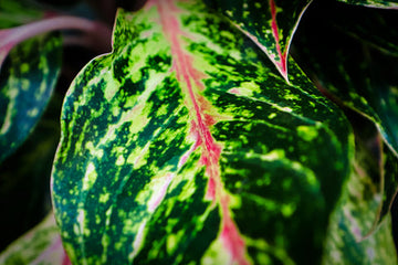 Aglaonema Sparkling Sarah Care | Care Guide | Plant Proper