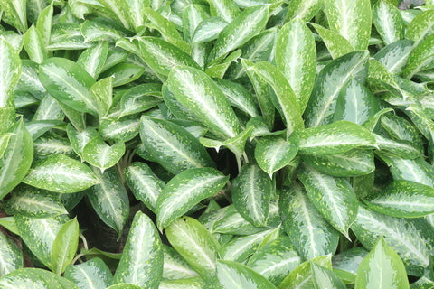 Aglaonema White Rain Care | Care Guide | Plant Proper