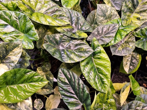 Alocasia Aurea Care | Care Guide | Plant Proper