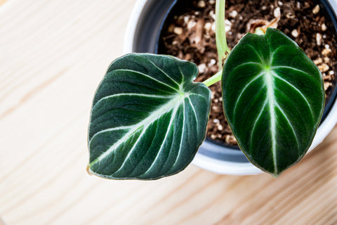 Alocasia Black Velvet Care | Plant Guide | Plant Proper