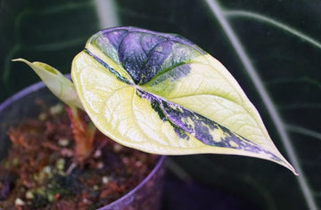 Alocasia Blue Dragon Care | Plant Guide | Plant Proper