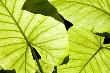 Alocasia Corazon Care | Plant Guide | Plant Proper