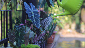 Alocasia Cuprea Care | Care Guide | Plant Proper
