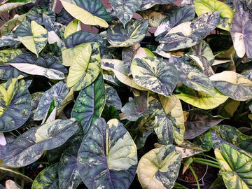 Alocasia Dragon Scale Care | Care Guide | Plant Proper