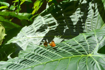 Alocasia Flying Squid Care | Care Guide | Plant Proper