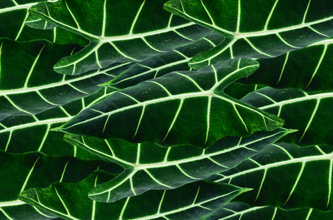 Alocasia Frydek Care | Care Guide | Plant Proper