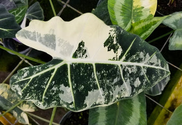 Alocasia Frydek Variegated Care | Plant Guide | Plant Proper