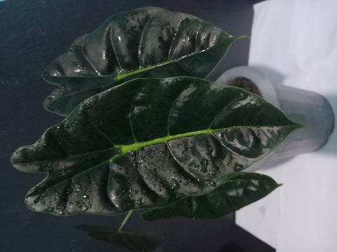 Alocasia Golden Bone Care | Care Guide | Plant Proper