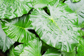 Alocasia Heterophylla Dragons Breath Care | Plant Proper
