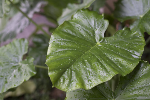 Alocasia Infernalis Care | Care Guide | Plant Proper