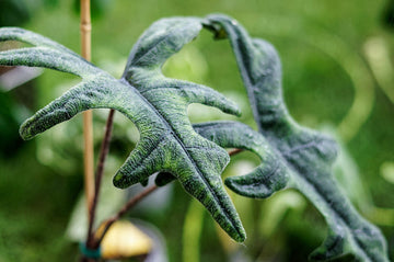 Alocasia Jacklyn Care | Care Guide | Plant Proper