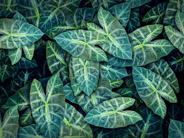 Alocasia Longiloba Dragon's Tooth | Plant Proper