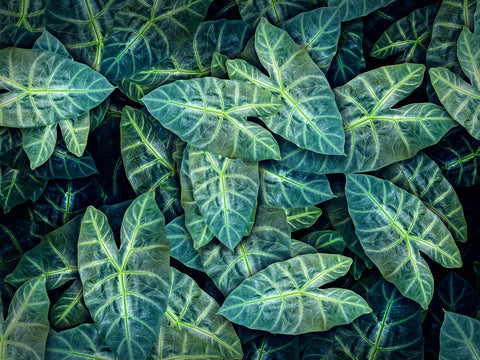 Alocasia Longiloba Dragon's Tooth | Plant Proper