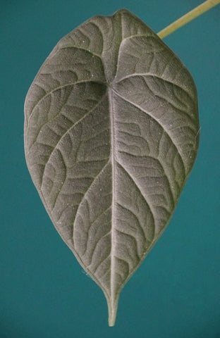 Alocasia Maharani Care | Care Guide | Plant Proper