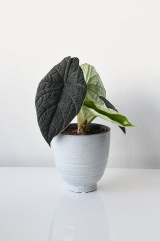 Alocasia Melo Care | Plant Guide | Plant Proper