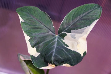 Alocasia Mickey Mouse | Care Guide | Plant Proper
