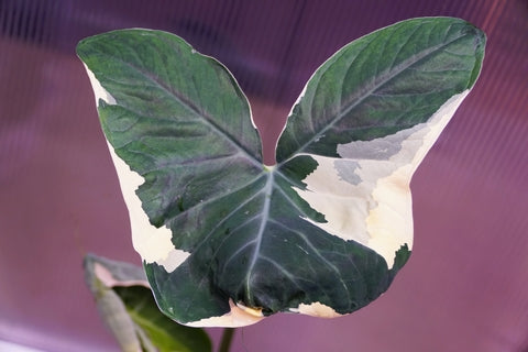 Alocasia Mickey Mouse | Care Guide | Plant Proper