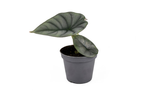 Alocasia Nebula Imperialis Care | Plant Guide | Plant Proper