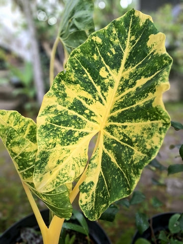 Alocasia New Guinea Gold Care | Plant Guide | Plant Proper