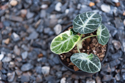 Alocasia Ninja Care | Care Guide | Plant Proper
