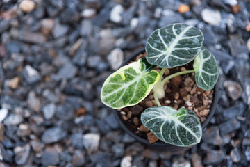 Alocasia Ninja Care | Care Guide | Plant Proper
