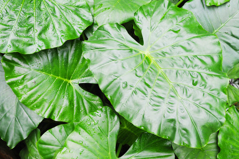 Alocasia Platinum Care | Care Guide | Plant Proper
