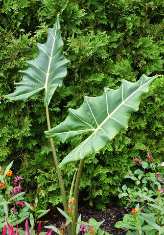 Alocasia Sarian Care | Care Guide | Plant Proper