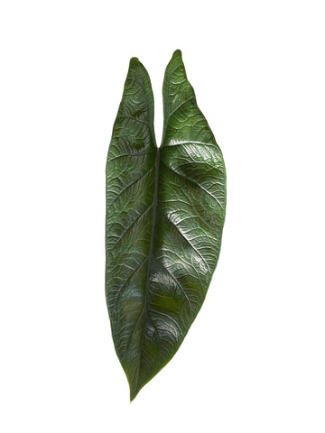 Alocasia Scalprum Care | Care Guide | Plant Proper