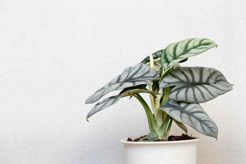 Alocasia Silver Dragon Care | Plant Guide | Plant Proper